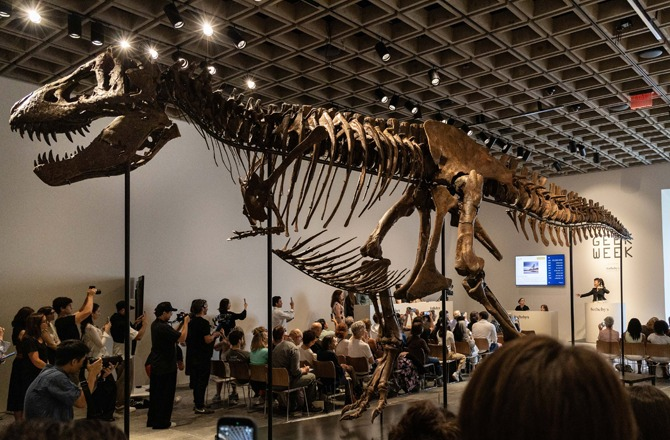 Rare fossil of T-Rex (Tyrannosaurus rex). Photo: X