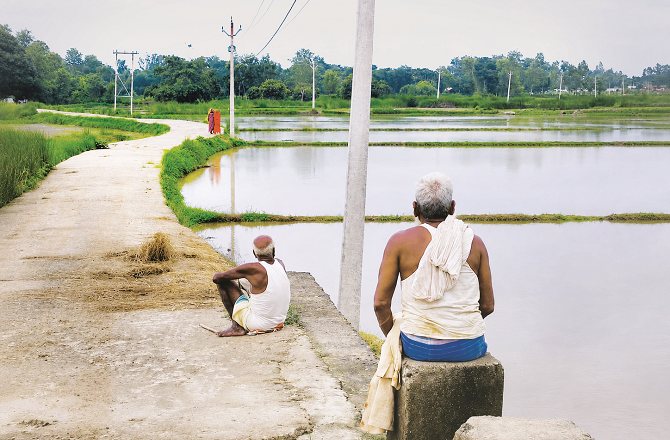 The fields in the village are full of water, the paddy nursery has been completed, but they are unable to find workers. Photo: INN