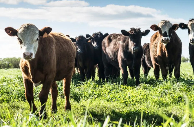 American Cattle.Photo:INN