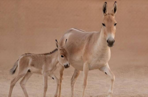 سعودی عرب: ۱۰۰؍ سال بعد اونجر کی پیدائش، جنگلی حیات کے تحفظ میں اہم کامیابی