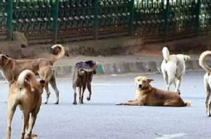 آوارہ کتے کے کاٹنے سے ۹؍ سالہ بچی کی موت،بچی نےسوئی کےخوف سے انجکشن نہیں لگوایا