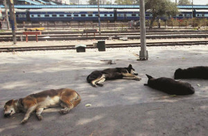 کلیان:کتوں کی نس بندی کے نام پرلاکھوں روپے کا گھپلہ