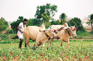 بیڑ میں ۱۴؍ ماہ کے دوران ۳۰۵؍ کسانوں نے اپنی زندگیوں کا خاتمہ کیا