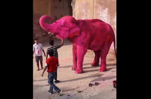 جے پور میں ہاتھی کو پینٹ کرنے پر تنازع، تحقیقات کا حکم