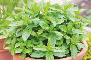 پودینہ خون صاف کرنے میں معاون ہوتا ہے