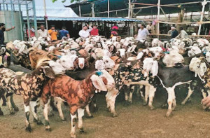 دیونار: بڑے جانور کے فٹ نیس سرٹیفکیٹ کی فیس ۲۰۰؍ روپے سے گھٹا کر ۲۰؍ روپے