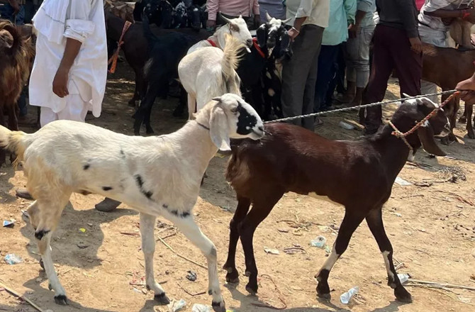 مذبح لائے جانے والے جانوروں کی راستے میں پکڑ دھکڑ کی شکایتیں 