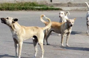 نس بندی مرکز کے ٹھیکیدار اور  منیجرکے خلاف شکایت درج