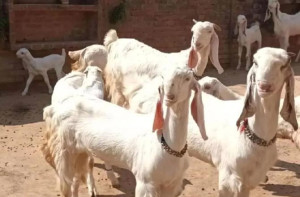 بھیونڈی : بقرعید کے موقع پر ٹریفک روٹس میں تبدیلی 