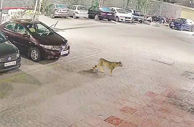 Leopard Spotted In Raheja Heights Compound.Photo:INN