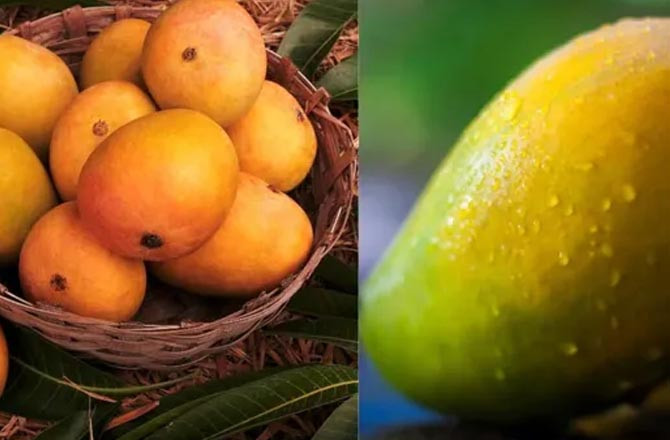 Mangoes.Photo:INN