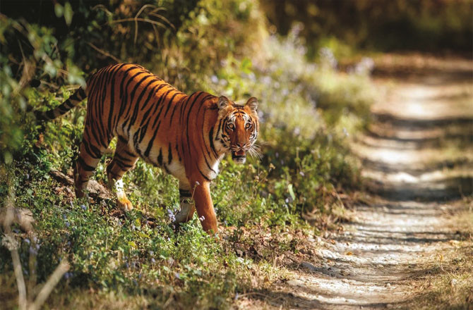 Lion attacks on villagers are increasing in Chandrapur