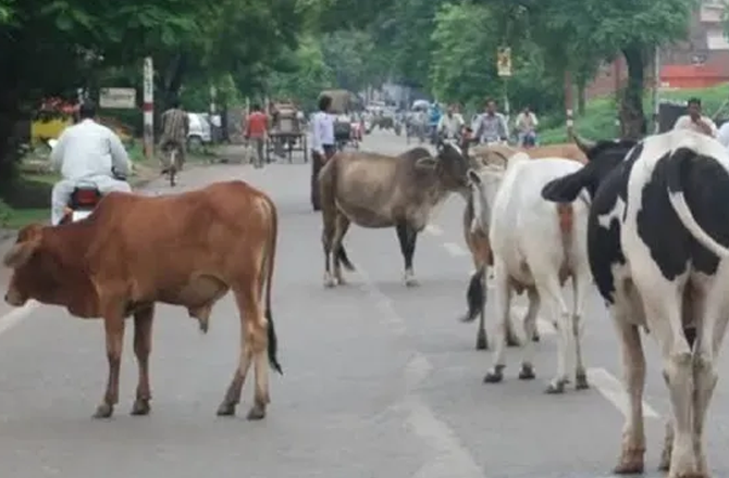 گجرات: گائے ذبح کرنے کے مبینہ جرم میں تین مسلم افراد کو عمر قید