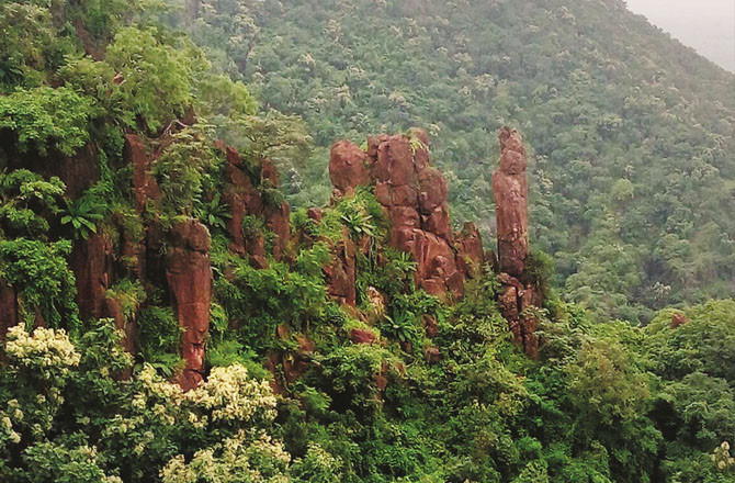 Diverse vegetation in the Gautala Autramghat Wildlife Sanctuary. Photo: INN