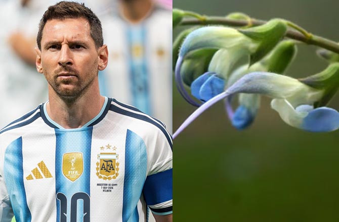 Messi And Flower.Photo:INN