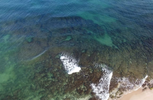 اسرائیل: بحیرۂ روم میں مائیکرو الجی کی پیداوار، متعدد ڈی سیلینیشن پلانٹس متاثر