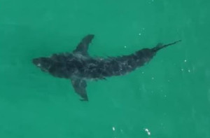 سپرایل نینو نے ۱۶؍ فٹ وہیل شارک کو کیلیفورنیا کے قریب پہنچا دیا