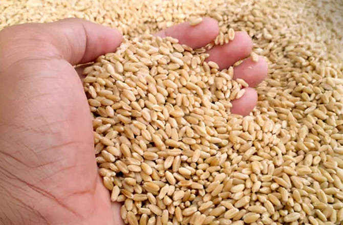 Wheat.Photo:INN